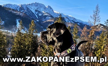 cane corso