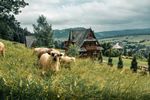 Dom Łoś Zakopane