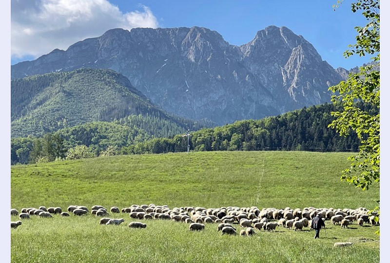 Domek Viata