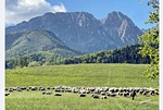 Domek Viata